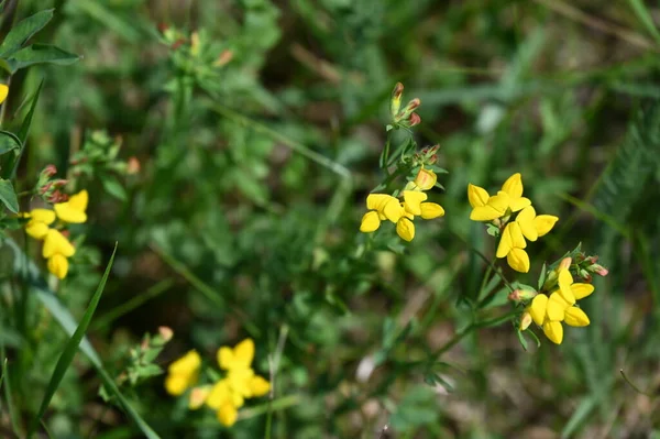 Piękne Żółte Kwiaty Growimg Ogrodzie — Zdjęcie stockowe