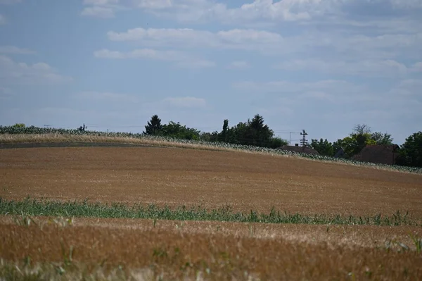 field of wheat on the countryside, agriculture concept
