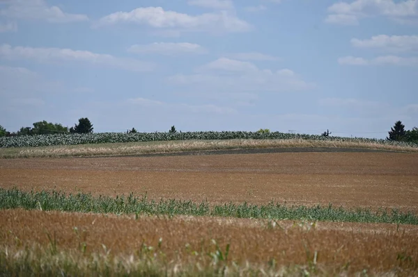 field of wheat on the countryside, agriculture concept