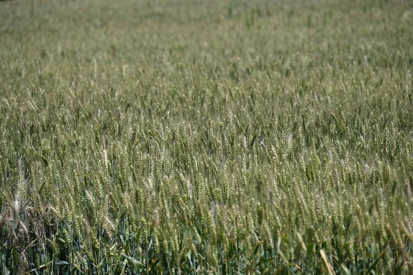 Kırsalda buğday tarlası