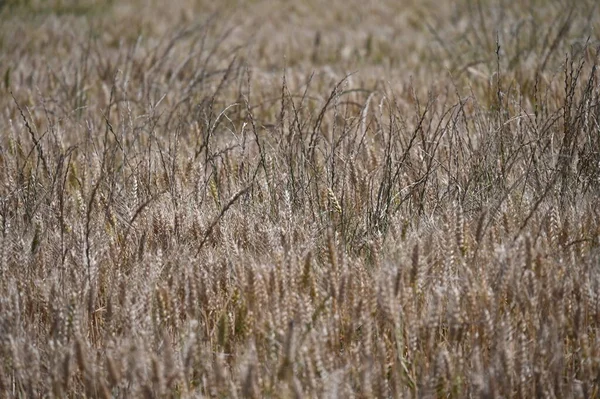 Пшеничне Поле Сільській Місцевості — стокове фото