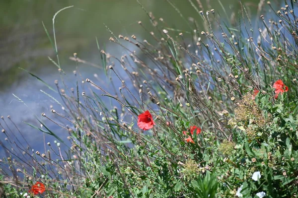 Orman gölette görünümünü