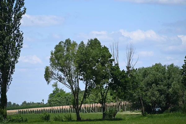 Árboles Verdes Campo — Foto de Stock
