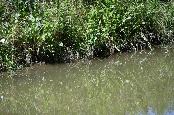 Orman gölette görünümünü