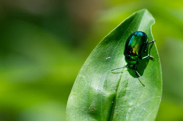 Käfer Aus Nächster Nähe Der Wilden Natur — Stockfoto