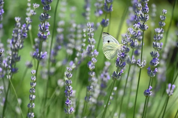 Beautiful Butterfly Sitting Purple Flowers Garden — Stock Photo, Image