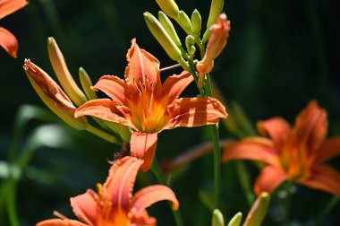 bahçede büyüyen güzel turuncu çiçekler