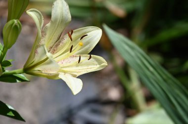Bahçede yetişen güzel beyaz zambak çiçekleri