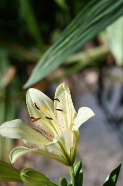 Bahçede yetişen güzel beyaz zambak çiçekleri