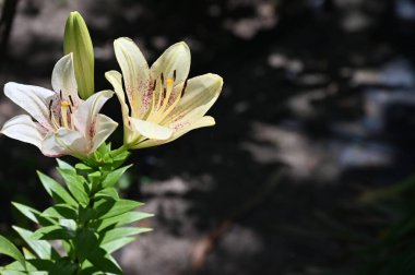 Bahçede yetişen güzel beyaz zambak çiçekleri