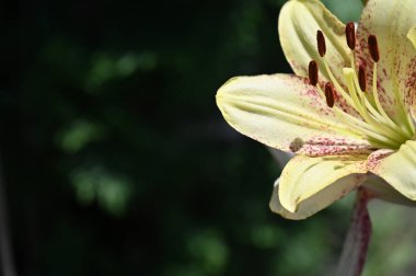 Bahçede yetişen güzel beyaz zambak çiçekleri