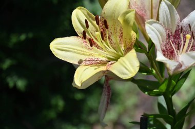 Bahçede yetişen güzel beyaz zambak çiçekleri