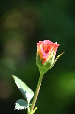 Bahçede büyüyen güzel bir gül çiçeği