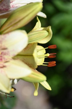 Bahçede yetişen güzel beyaz zambak çiçekleri