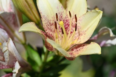 Bahçede yetişen güzel beyaz zambak çiçekleri