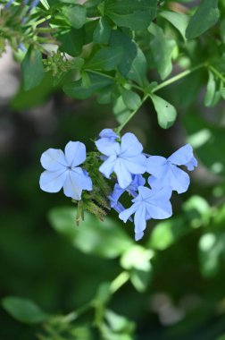 Bahçede güzel açık mavi çiçekler