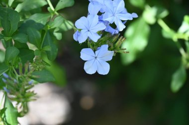 Bahçede güzel açık mavi çiçekler