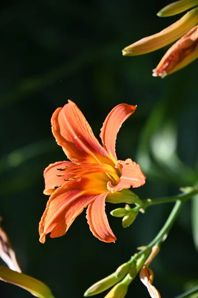 Belles Fleurs Oranges Poussant Dans Jardin — Photo