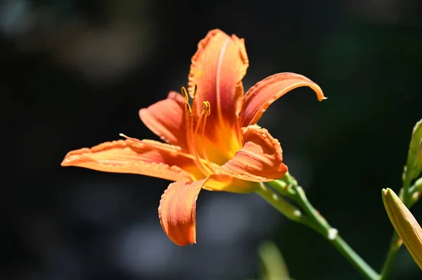 Красивые Оранжевые Цветы Растущие Саду — стоковое фото