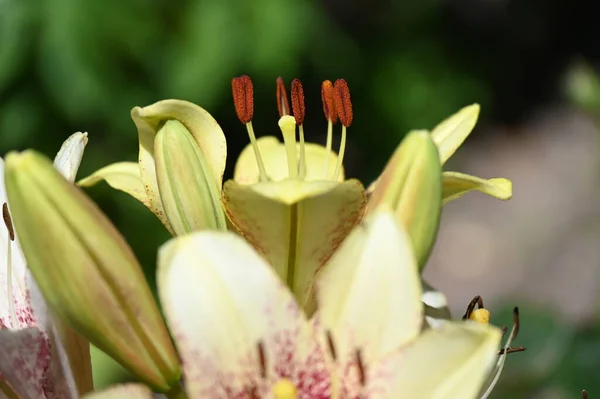 Beautiful White Lily Flowers Growing Garden — Stock Photo, Image