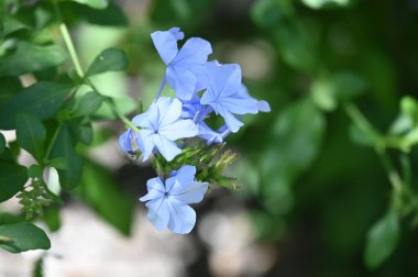 Bahçede güzel açık mavi çiçekler
