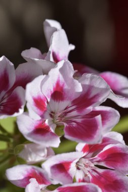 bahçede büyüyen güzel pembe çiçekler