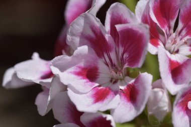 bahçede büyüyen güzel pembe çiçekler