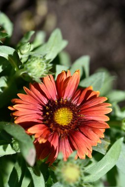 Güzel kırmızı çiçekler, çiçek konsepti...