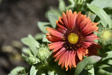 Güzel kırmızı çiçekler, çiçek konsepti...