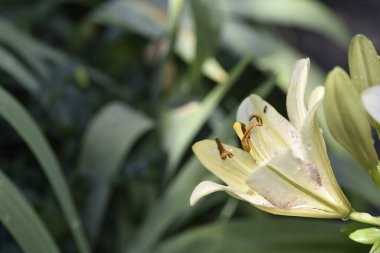 Bahçede yetişen güzel beyaz zambak çiçekleri