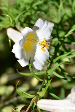 Bahçede yetişen güzel beyaz zambak çiçekleri