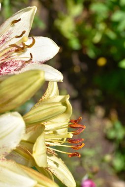 Bahçede yetişen güzel beyaz zambak çiçekleri