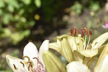 Bahçede yetişen güzel beyaz zambak çiçekleri