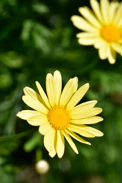 Close Beautiful Yellow Flowers Summer Concept — ストック写真