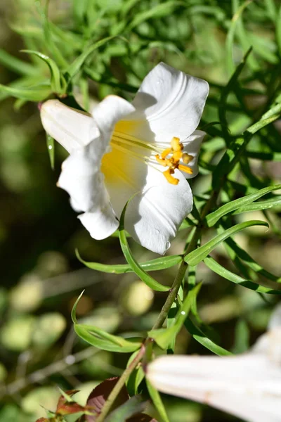 Красиві Білі Квіти Лілії Ростуть Саду — стокове фото