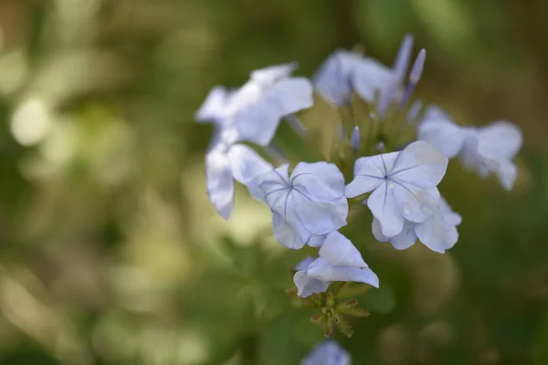 Bílé Úžasné Květiny Rostoucí Zahradě — Stock fotografie