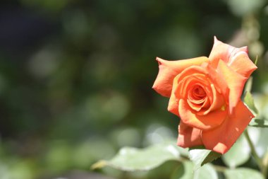 Bahçede büyüyen güzel bir gül çiçeği