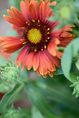 Güzel kırmızı çiçekler, çiçek konsepti...