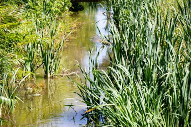 Orman gölette görünümünü