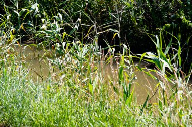 Bahçedeki yeşil çimenler