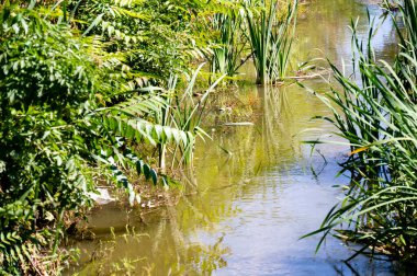 Orman gölette görünümünü