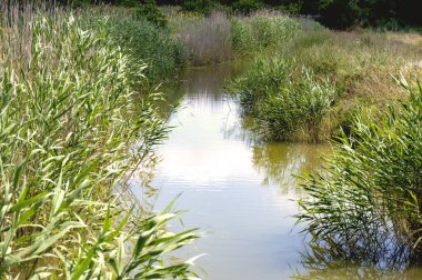 Orman gölette görünümünü