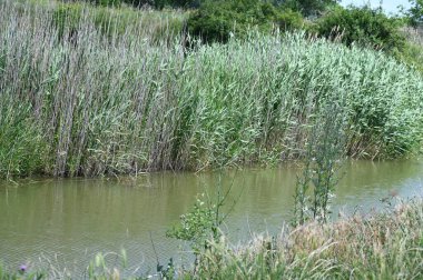 Orman gölette görünümünü