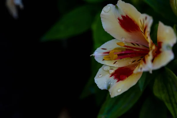 Hermosas Flores Lirio Que Crecen Jardín Imagen Concepto Floral — Foto de Stock