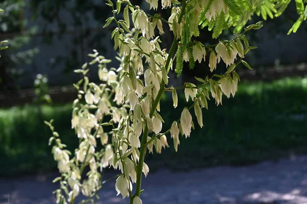 Vita Fantastiska Blommor Som Växer Trädgården — Stockfoto