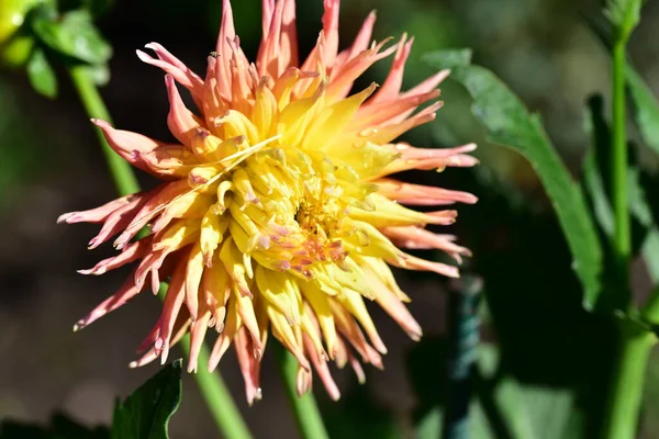 Bela Flor Cor Amarela Rosa Jardim — Fotografia de Stock