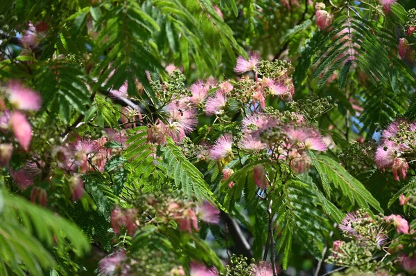 美丽的粉红色花 长在花园里 — 图库照片