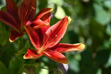 Bahçede yetişen güzel zambak çiçekleri, çiçek konsepti imajı