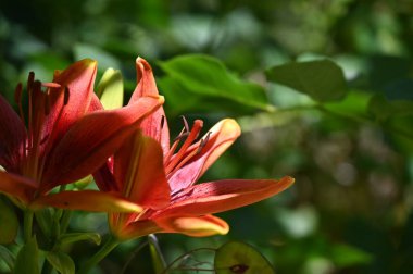 Bahçede yetişen güzel zambak çiçekleri, çiçek konsepti imajı