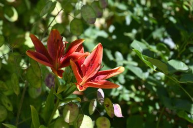 Bahçede yetişen güzel zambak çiçekleri, çiçek konsepti imajı